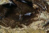 Petrified Wood (Schinoxylon) Round - Blue Forest, Wyoming #377587-1